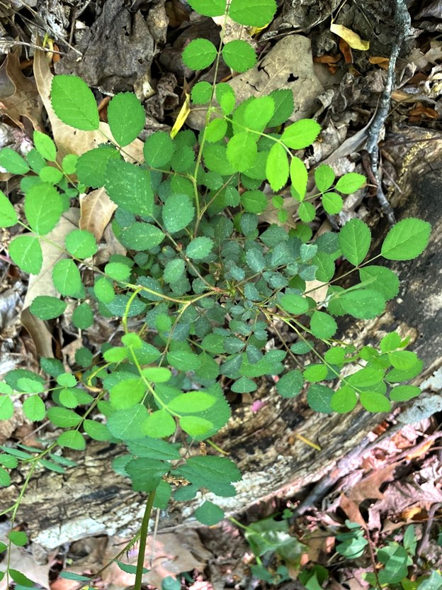 Multiflora Rose