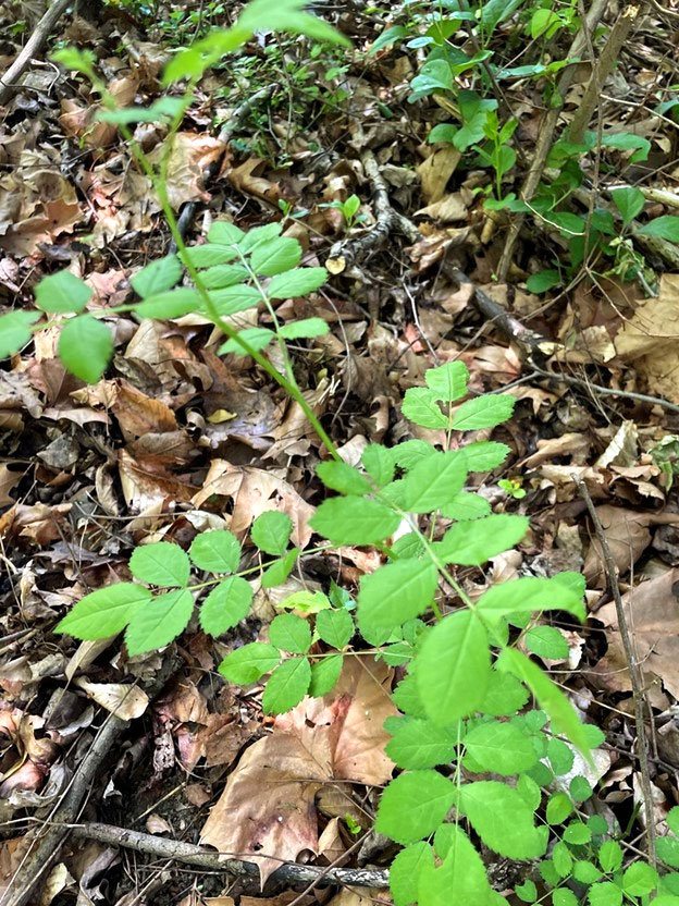 Multiflora Rose