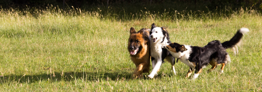 Dog Image 1