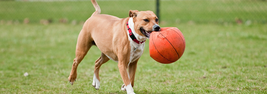 Dog Image 2