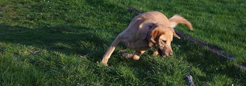 Dog Image 3