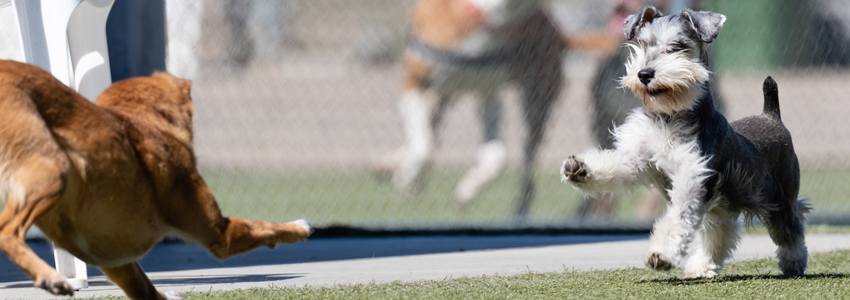 Dog Image 4