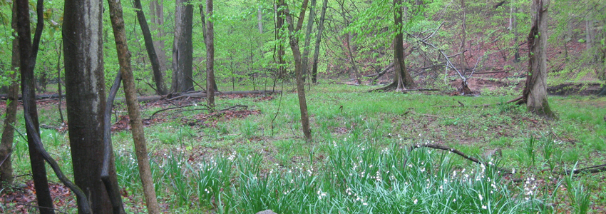 Natural Beauty at Lake Accotink