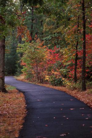 Trail in Fall