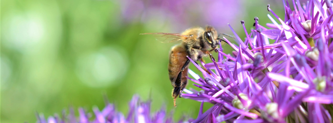 Honeybee on Allium Flower