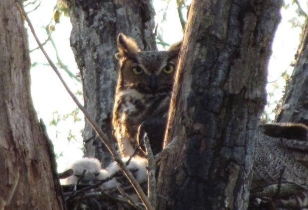 Picture of an owl in a tree near Cub Run RECenter
