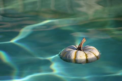 Plunge Into Halloween Fun With A Pool Pumpkin Patch Park Authority