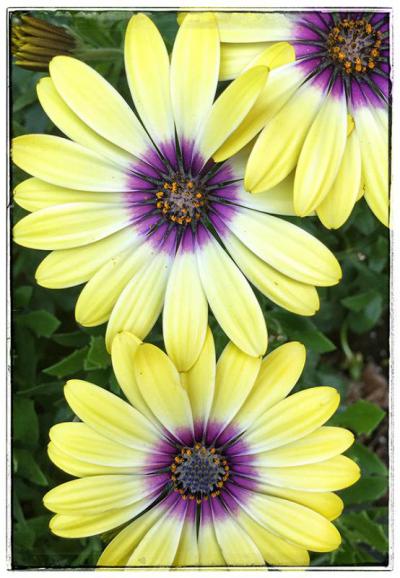 African Daisy web