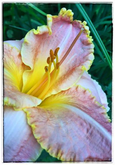 Pink Daylily