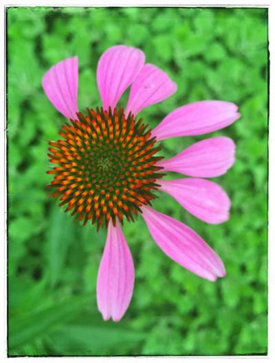 Purple Coneflower Overhead