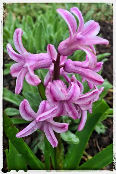 Purple Hyacinth