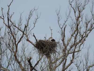Eagles Nest at Riverbend