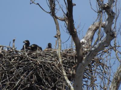 Eagles Nest at Riverbend