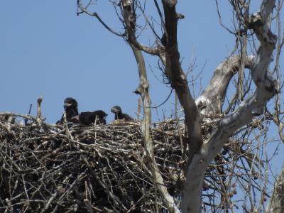 Eagles Nest at Riverbend