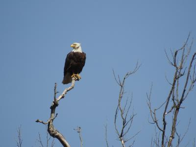 Eagles Nest at Riverbend