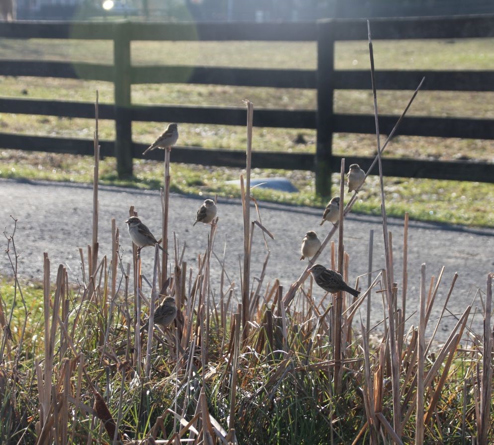 Frying Pan Farm Park