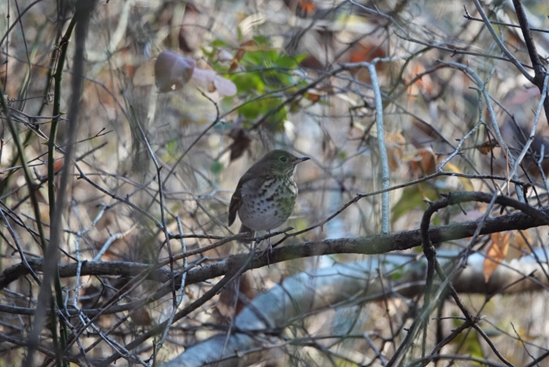 Hermit thrush at Burke Lake