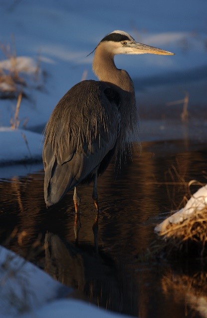 Heron at Huntley