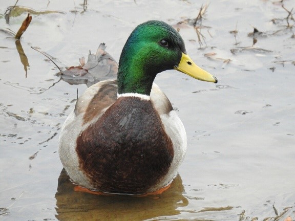 Pinecrest Mallard