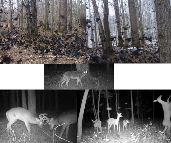 Motion-activated Wildlife Photography