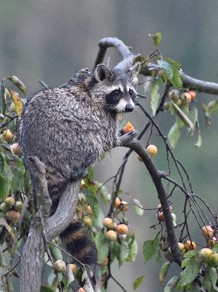 Friends of Huntley Meadows Photo Contest