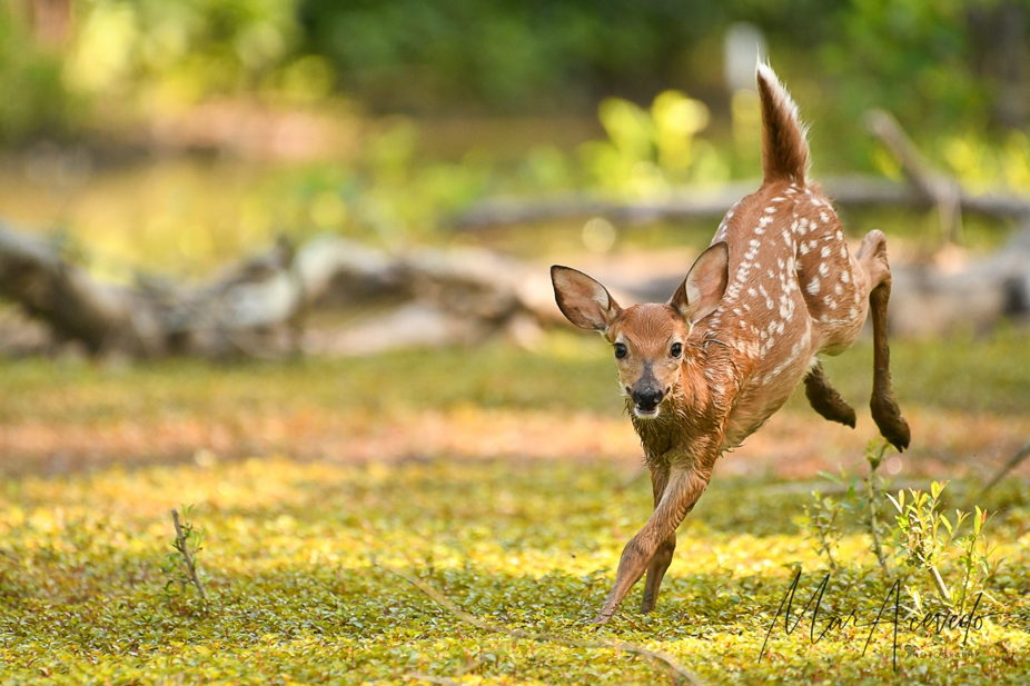 Friends of Huntley Meadows Photo Contest