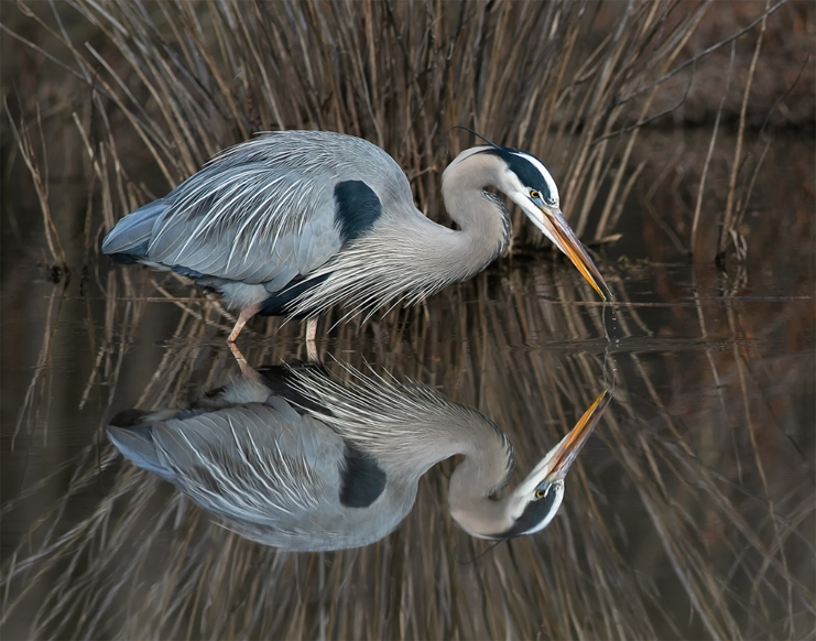 Friends of Huntley Meadows Photo Contest