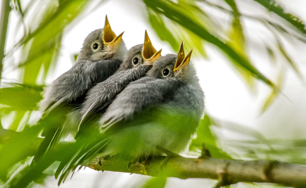 Friends of Huntley Meadows Photo Contest