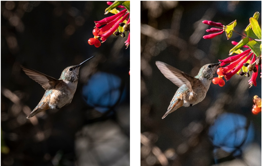 Unusual Hummingbird Entertaining Photographers at Green Spring Gardens