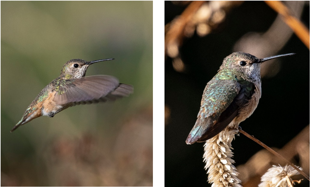 Unusual Hummingbird Entertaining Photographers at Green Spring Gardens