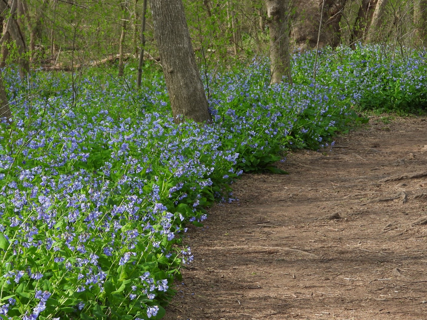 It’s Time to Ooh and Aah Over The Bluebells at Riverbend