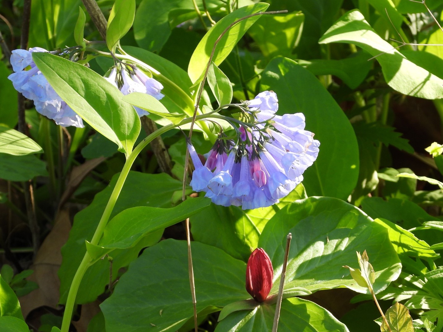 It’s Time to Ooh and Aah Over The Bluebells at Riverbend