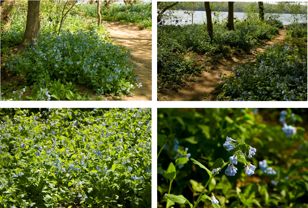 It’s Time to Ooh and Aah Over The Bluebells at Riverbend