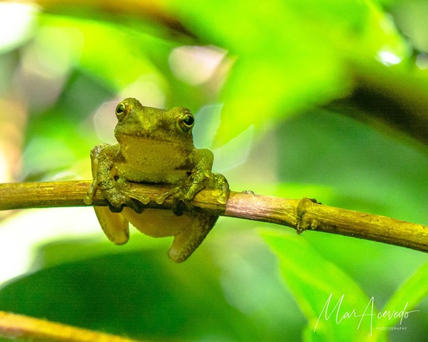 “Tree Frog King” Focuses on Small, Hard to Spot Things in Nature