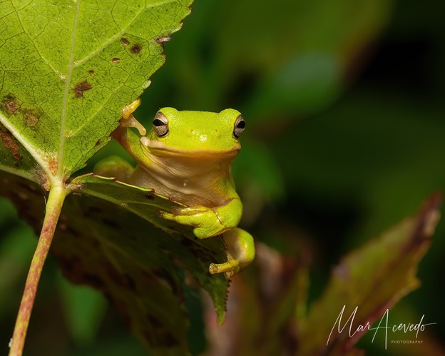 “Tree Frog King” Focuses on Small, Hard to Spot Things in Nature