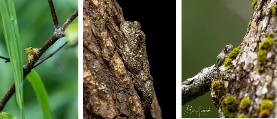 “Tree Frog King” Focuses on Small, Hard to Spot Things in Nature