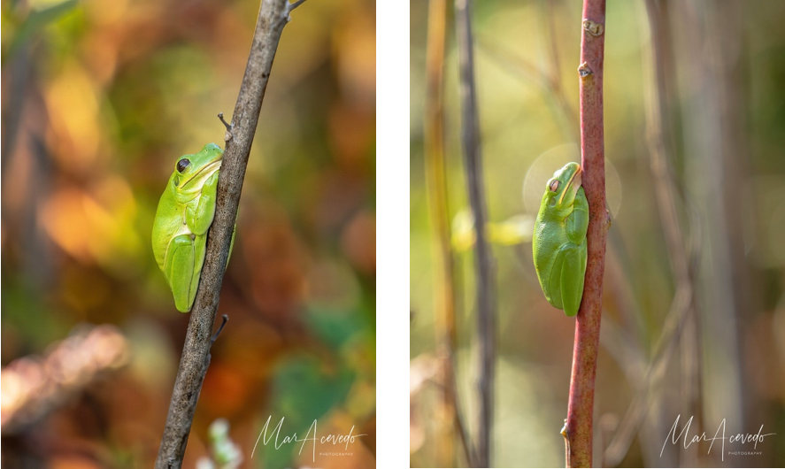 “Tree Frog King” Focuses on Small, Hard to Spot Things in Nature
