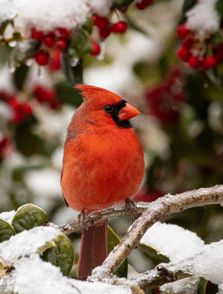 Cardinal that Could Grace a Holiday Card Shatters Instagram Records