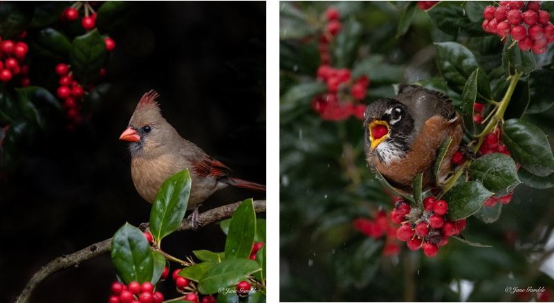 Cardinal that Could Grace a Holiday Card Shatters Instagram Records