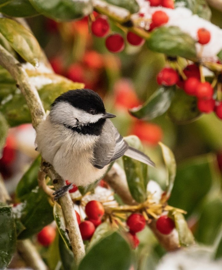 Cardinal that Could Grace a Holiday Card Shatters Instagram Records