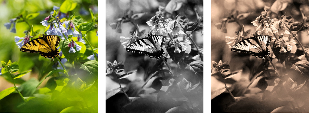 For the Best B&W Photos, Shoot in Color