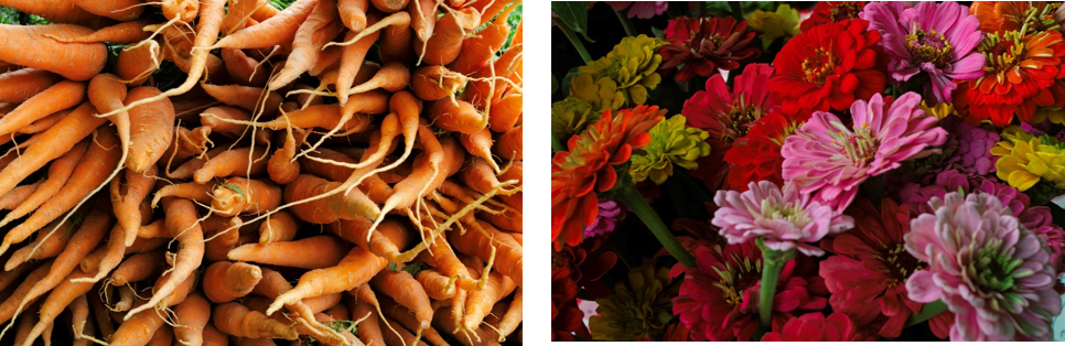 Shop for Veggies & Photo Ops at Local Farmers Markets