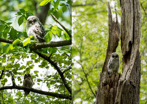 Owls at Hidden Pond