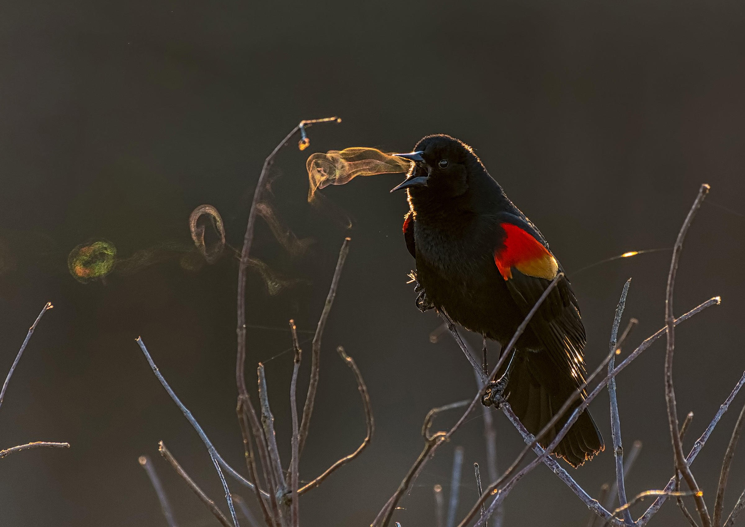 Audobon Award-Winning Photo