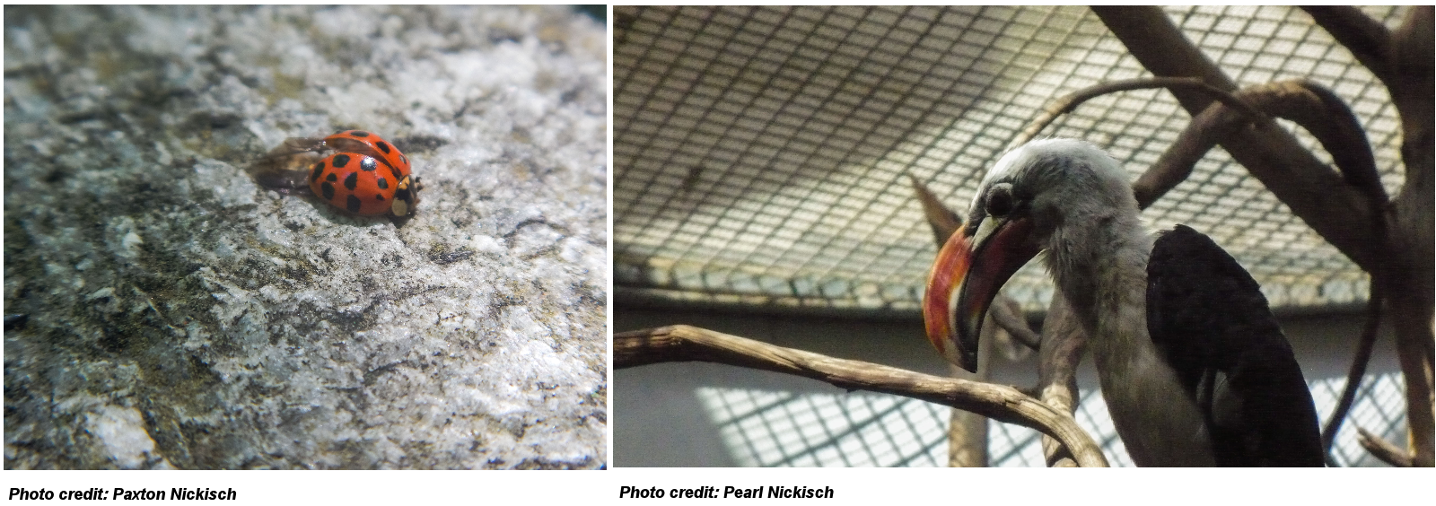 Budding Nature Photographers Share Their Best Images