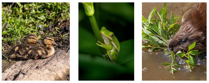 Help Protect Huntley Meadows as a Wildlife Photography Destination