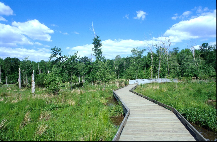 Help Protect Huntley Meadows as a Wildlife Photography Destination