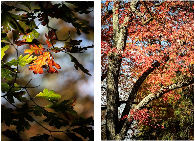 Capturing Colors of Fall