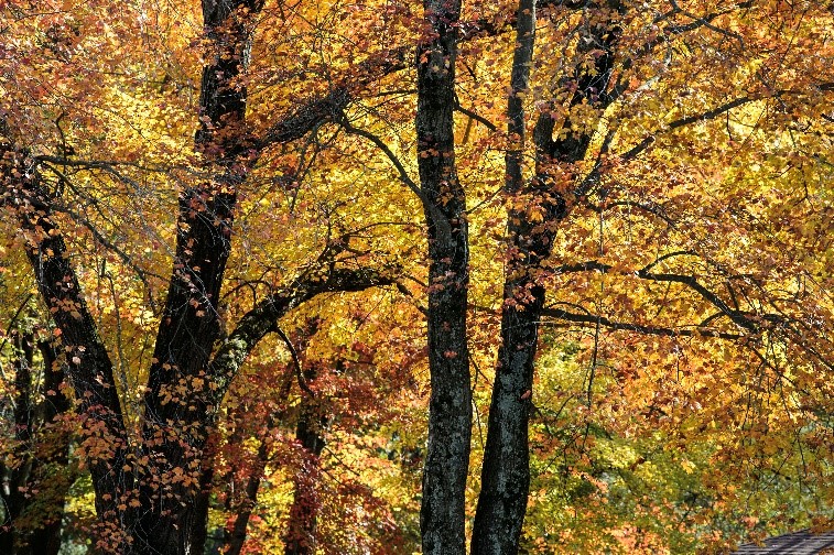 Capturing Colors of Fall