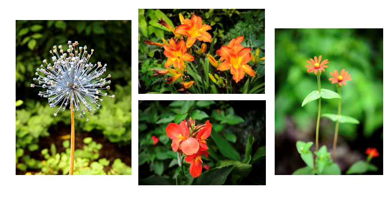 Garden Photography Workshop Series